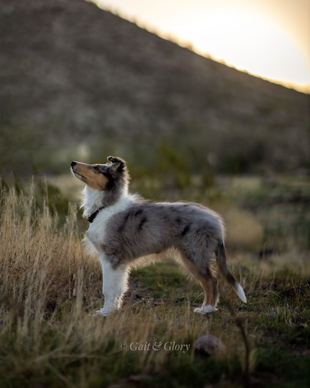 Rough Collie puppy, leash edited out, 2024.