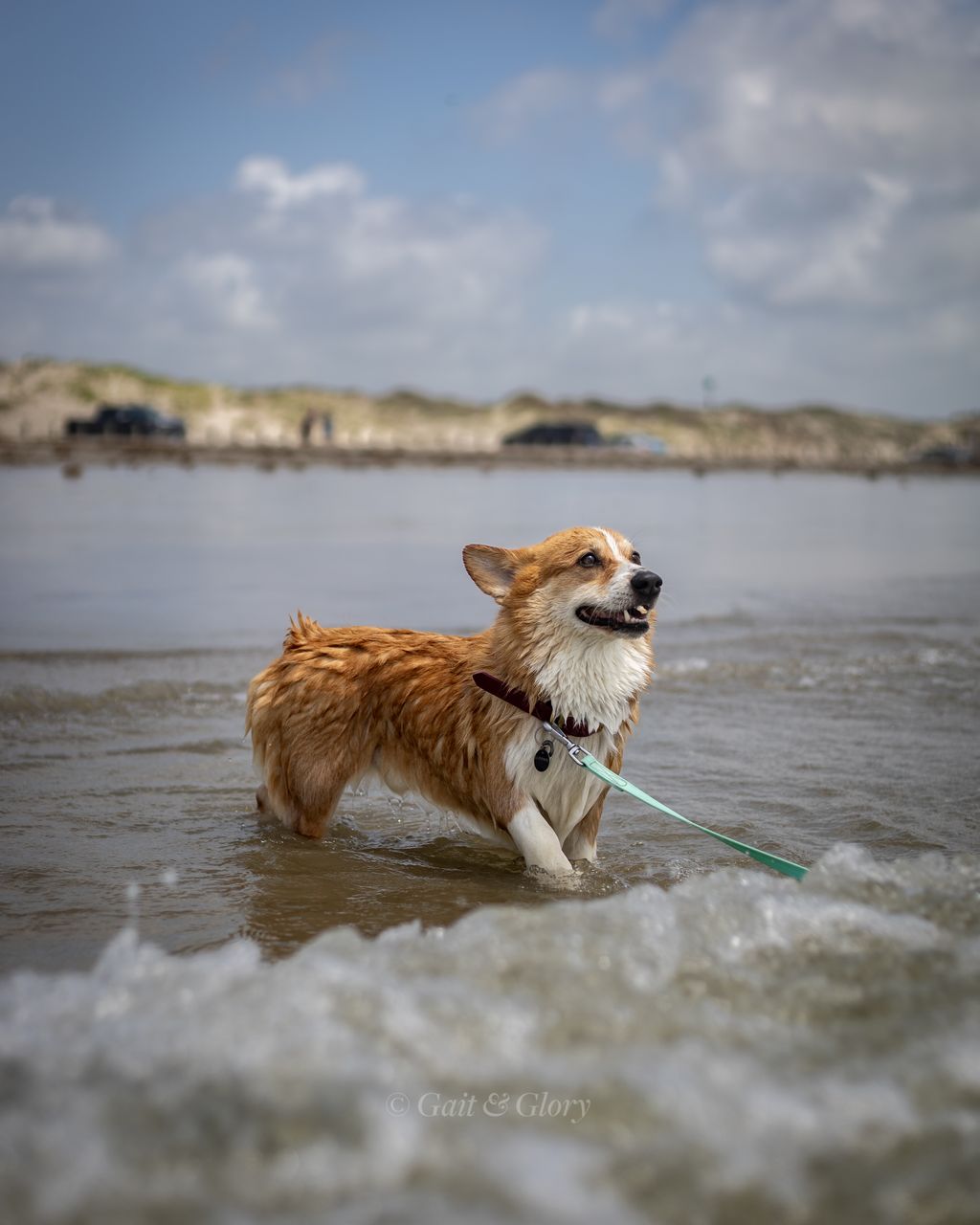 Pembroke Corgi, Texas, 2024.