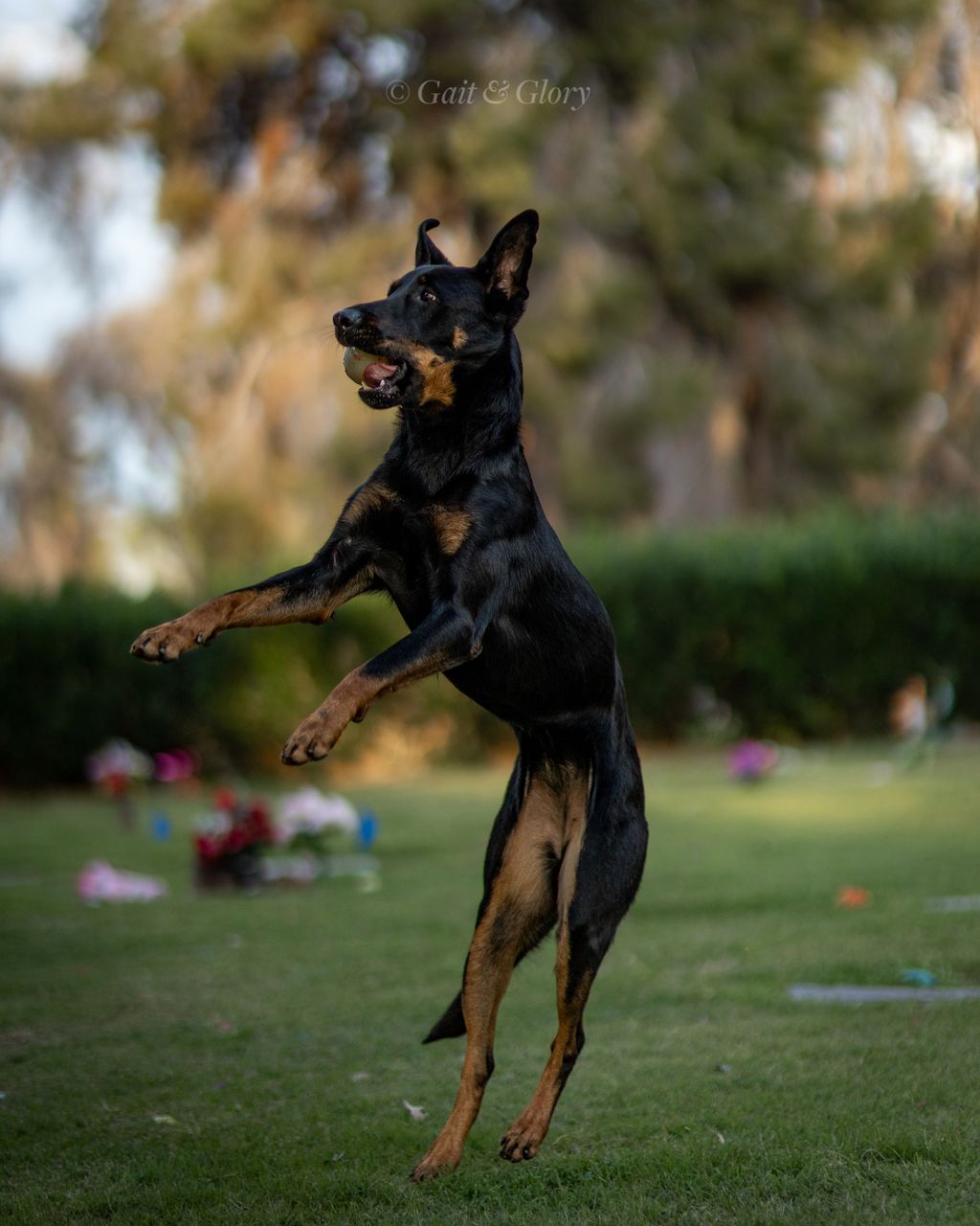 Beauceron, 2024.