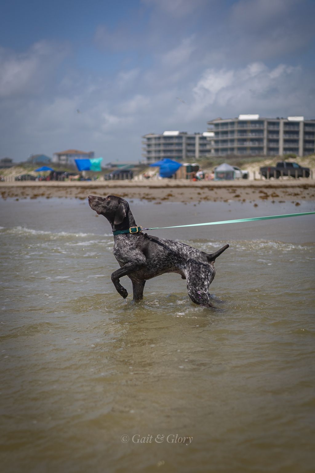 Germain Shorthair Pointer, Texas, before edits, 20