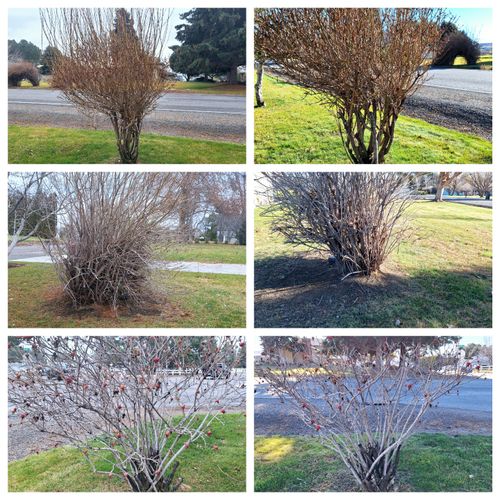 Shrub Trimming and Removal