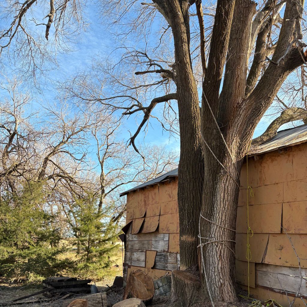 Family Hauling & Tree service