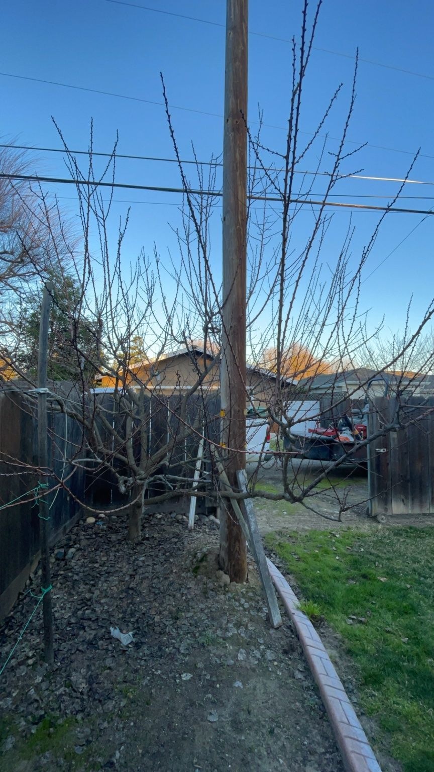 Oscar trimmed my fruit tree this afternoon and wen