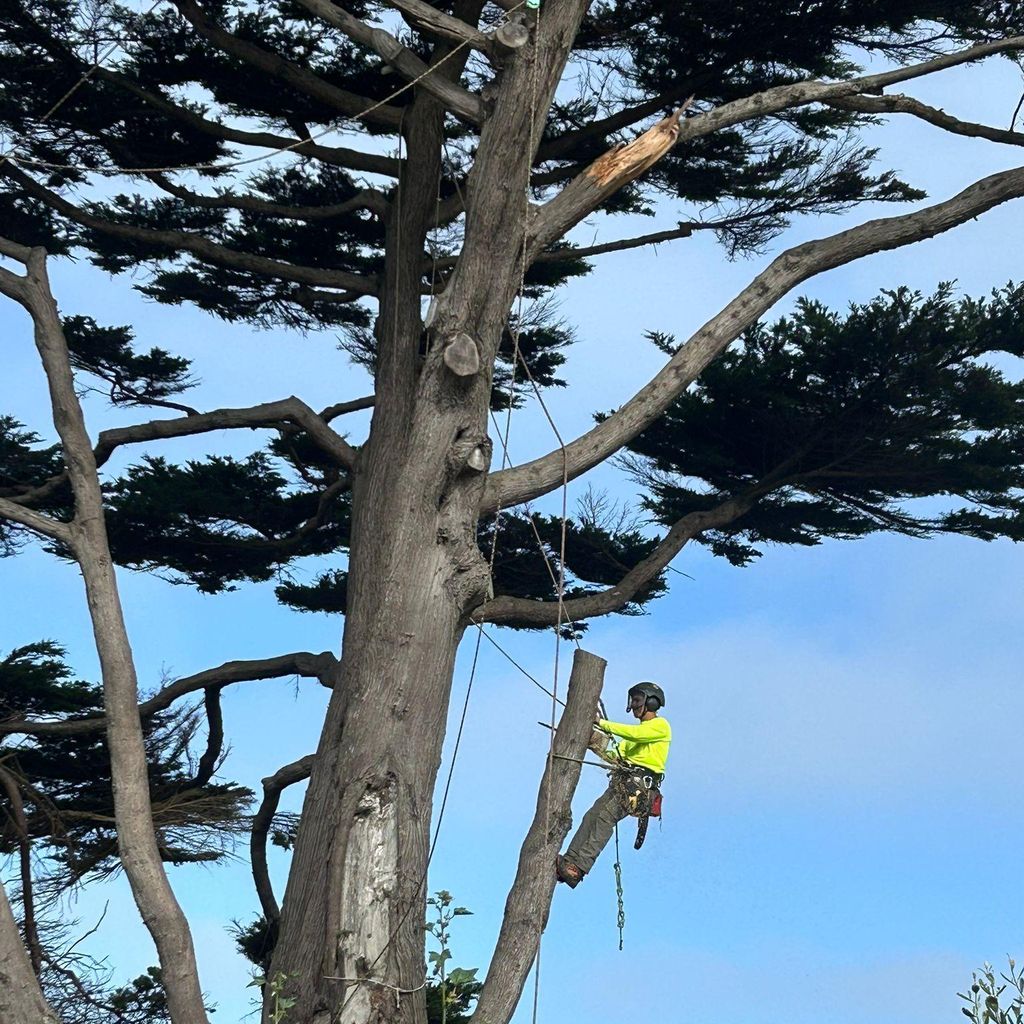 Sam’s Tree Services