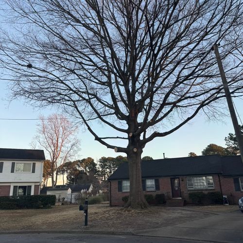 Tree Service in Action: Exceptional Work, Outstand