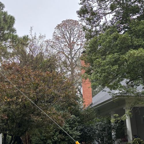 Tree Trimming and Removal