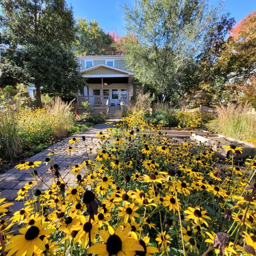 Brown-eyed susans on a larger suburban plot.