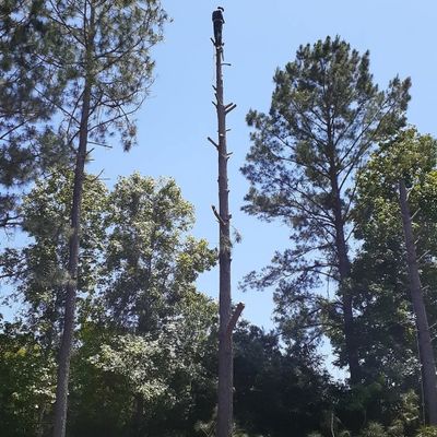 Avatar for Pérez cut grass and trees