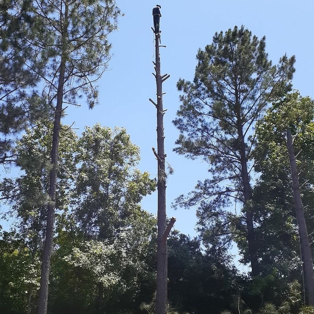 Pérez cut grass and trees