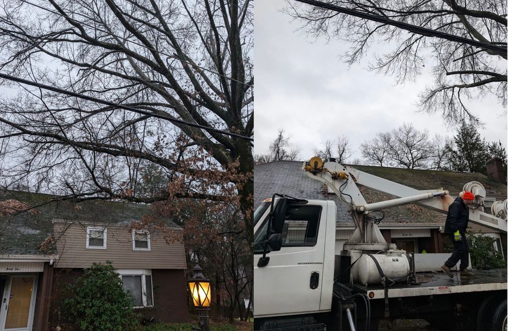 trimming Oak over house before/after 
