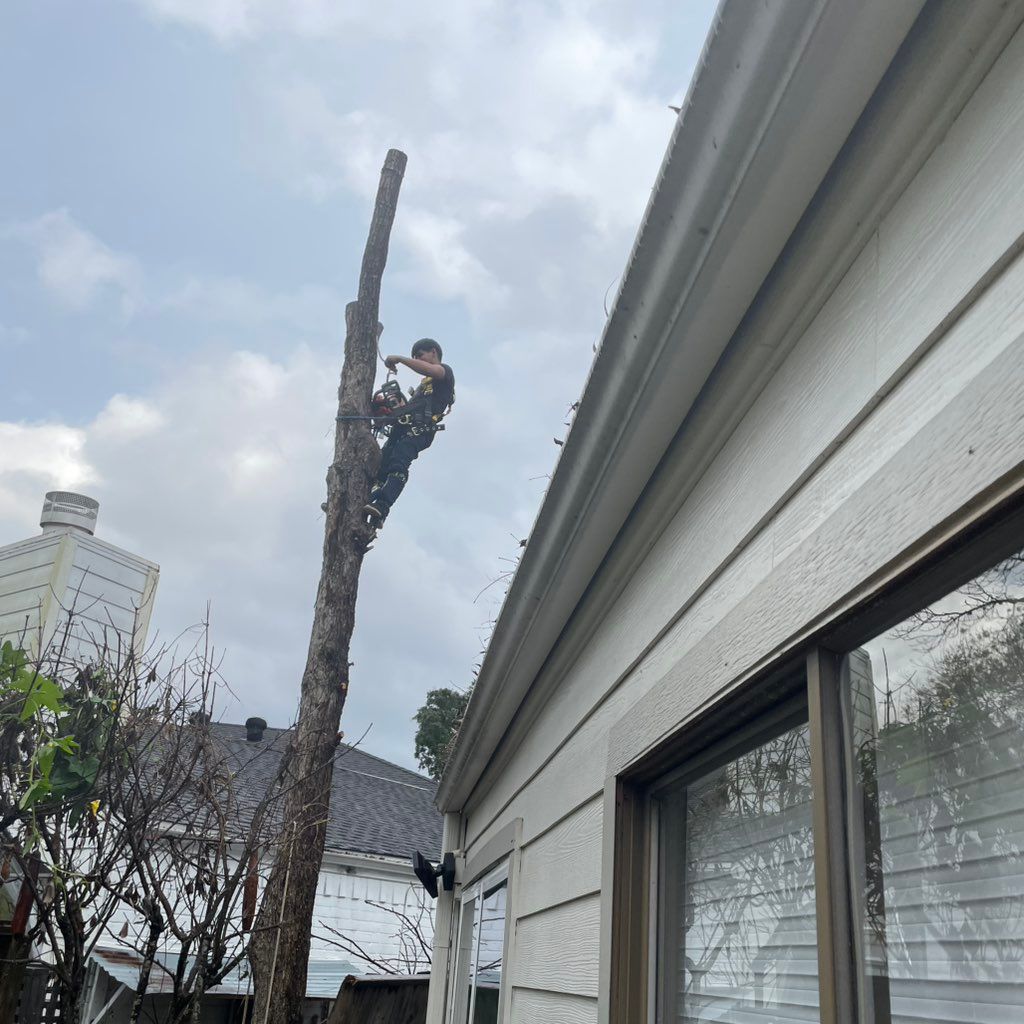 Alex's Tree service LLC