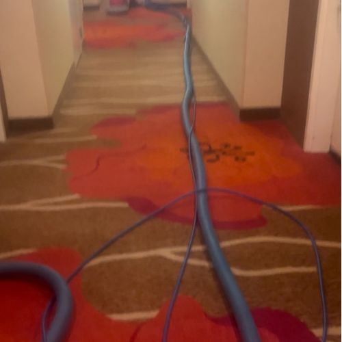 Carpet Cleaning