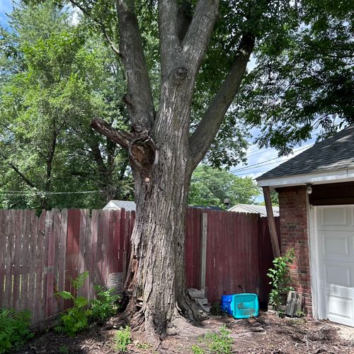 Rotted tree overhanging the garage.  Recommended t