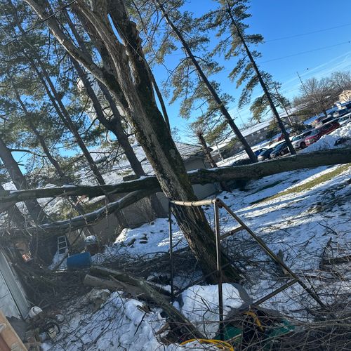 Tree Trimming and Removal