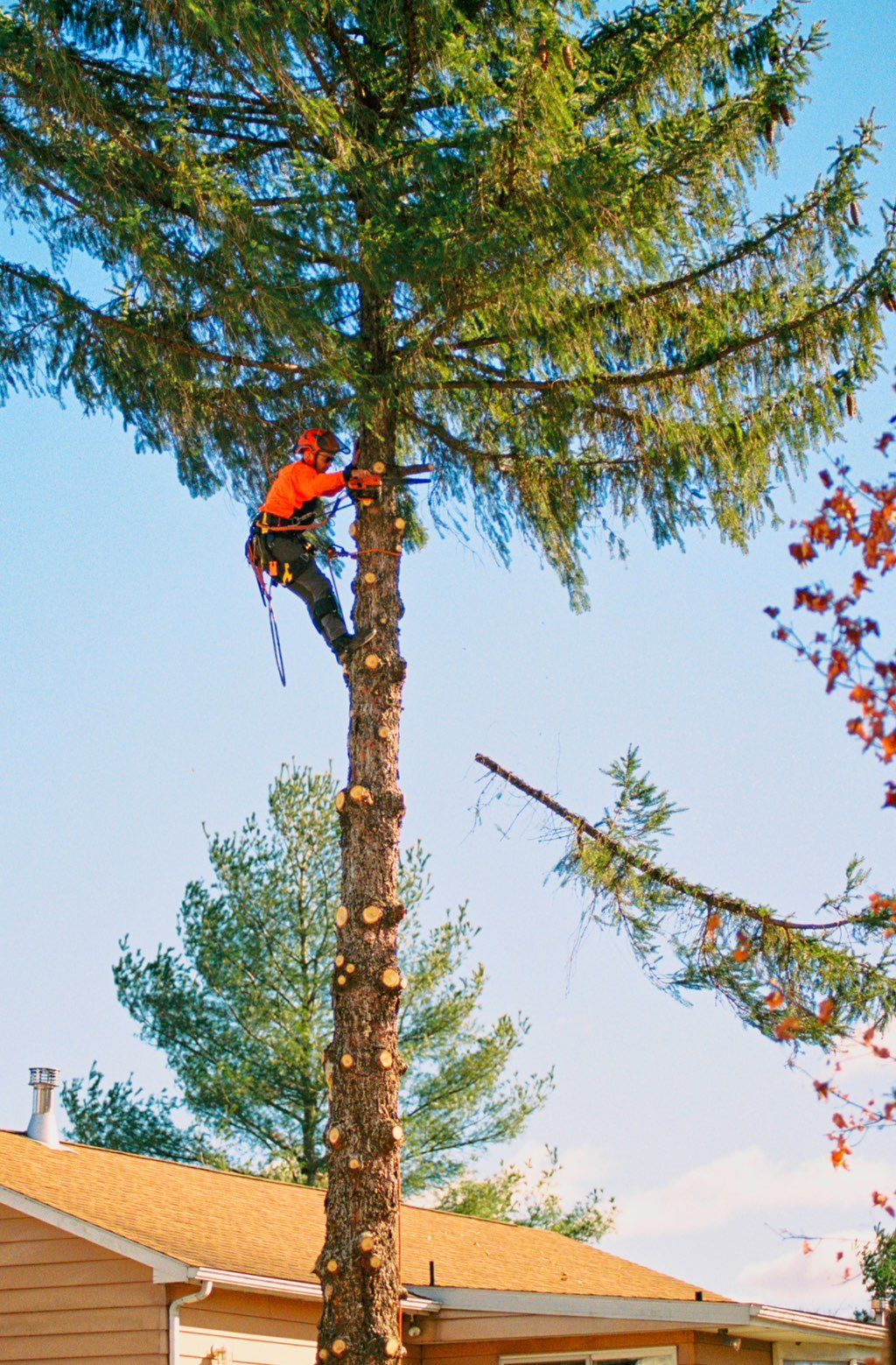 Climbing and Removing a Fir Tree