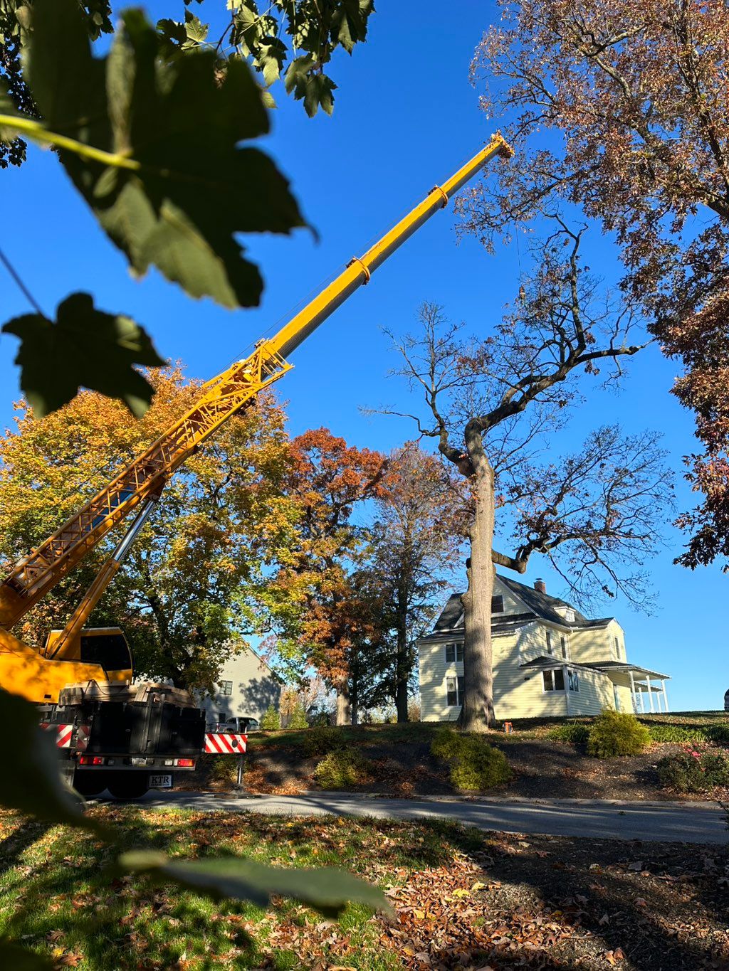 Crane Removal of a large declining Red Oak