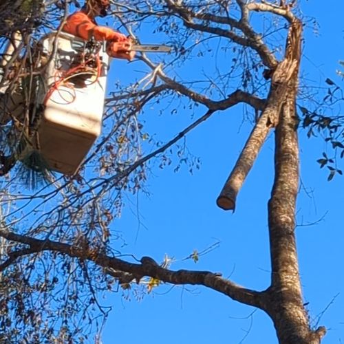 Removing hangers from oak trees.