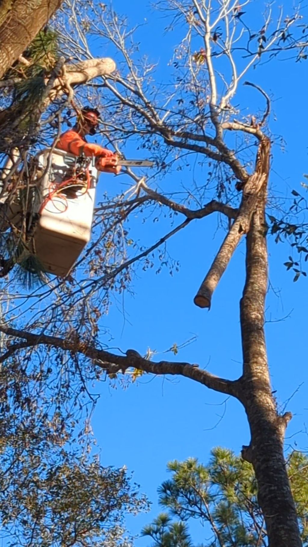 Removing hangers from oak trees.