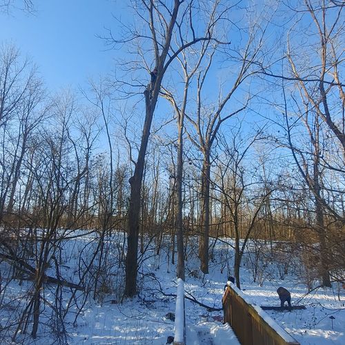 Tree Trimming and Removal