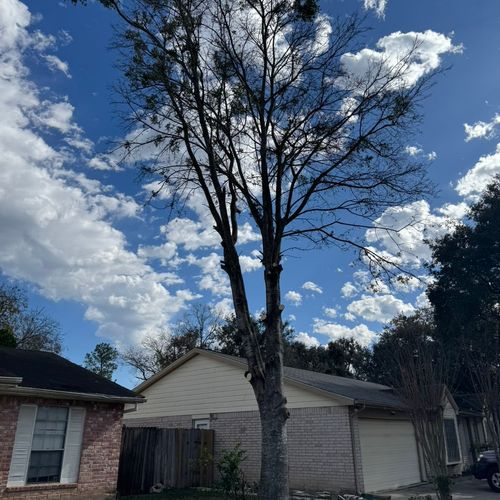 Hired these guys to trim down a tree and haul away