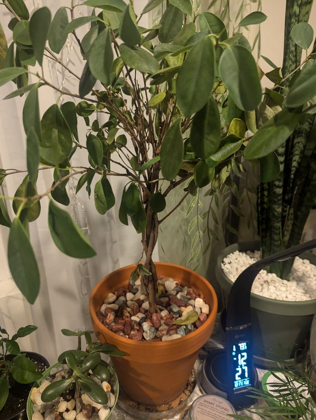 Ben helped me with my indoor plants, replanting, f