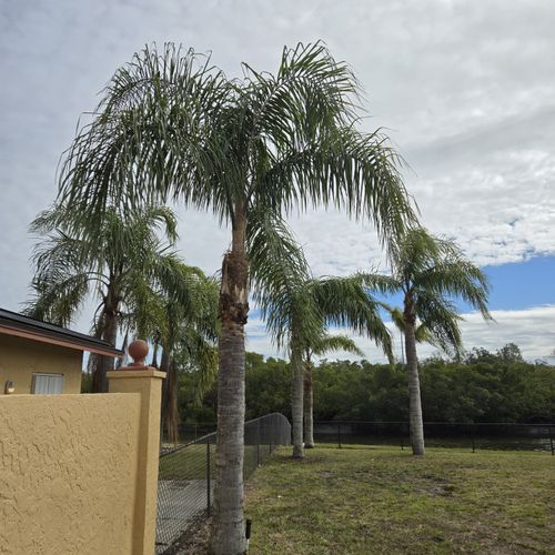 Tree Trimming and Removal