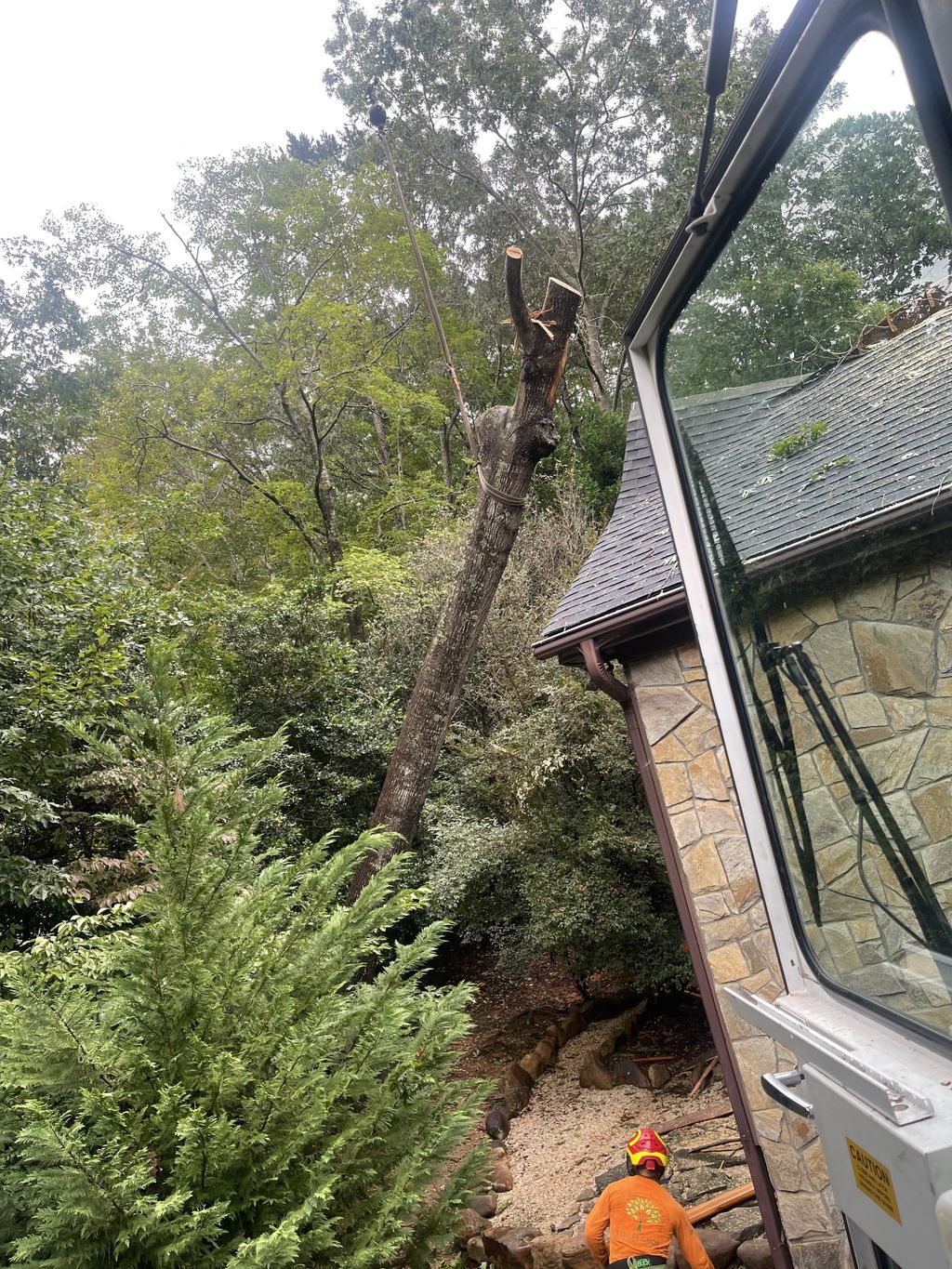 Tree Trimming and Removal