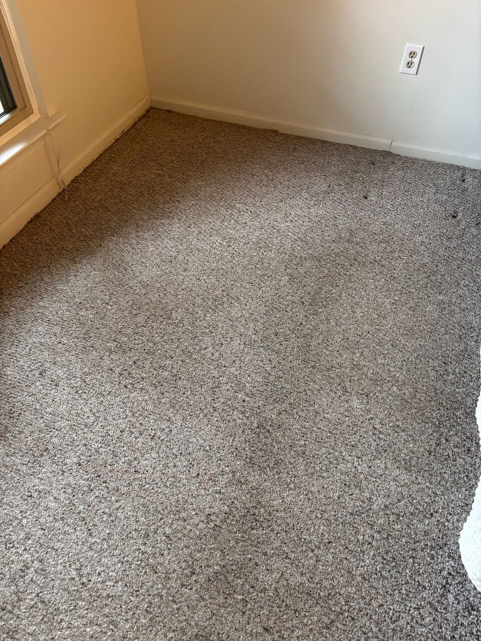 Carpet Cleaning