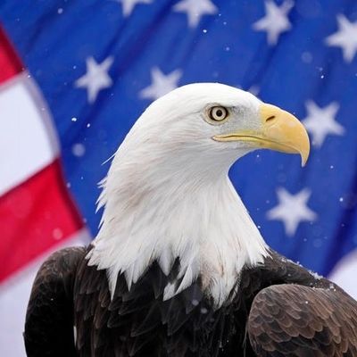 Avatar for N.A Eagle