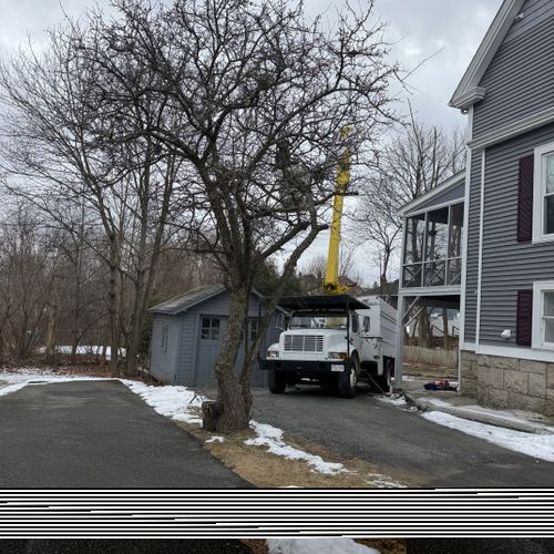 Tree Trimming and Removal