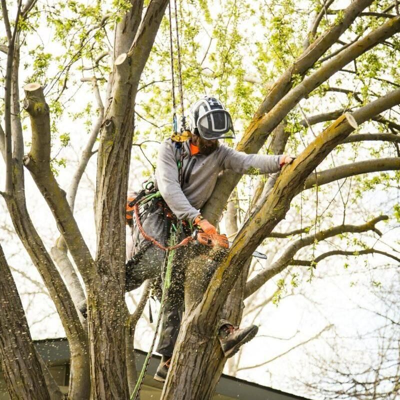 Royal Tree Service