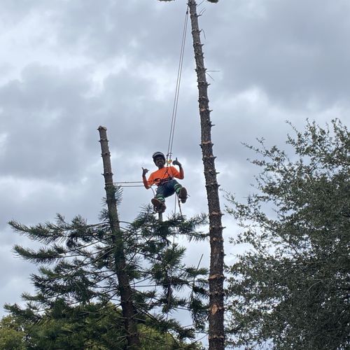 Tree Trimming and Removal