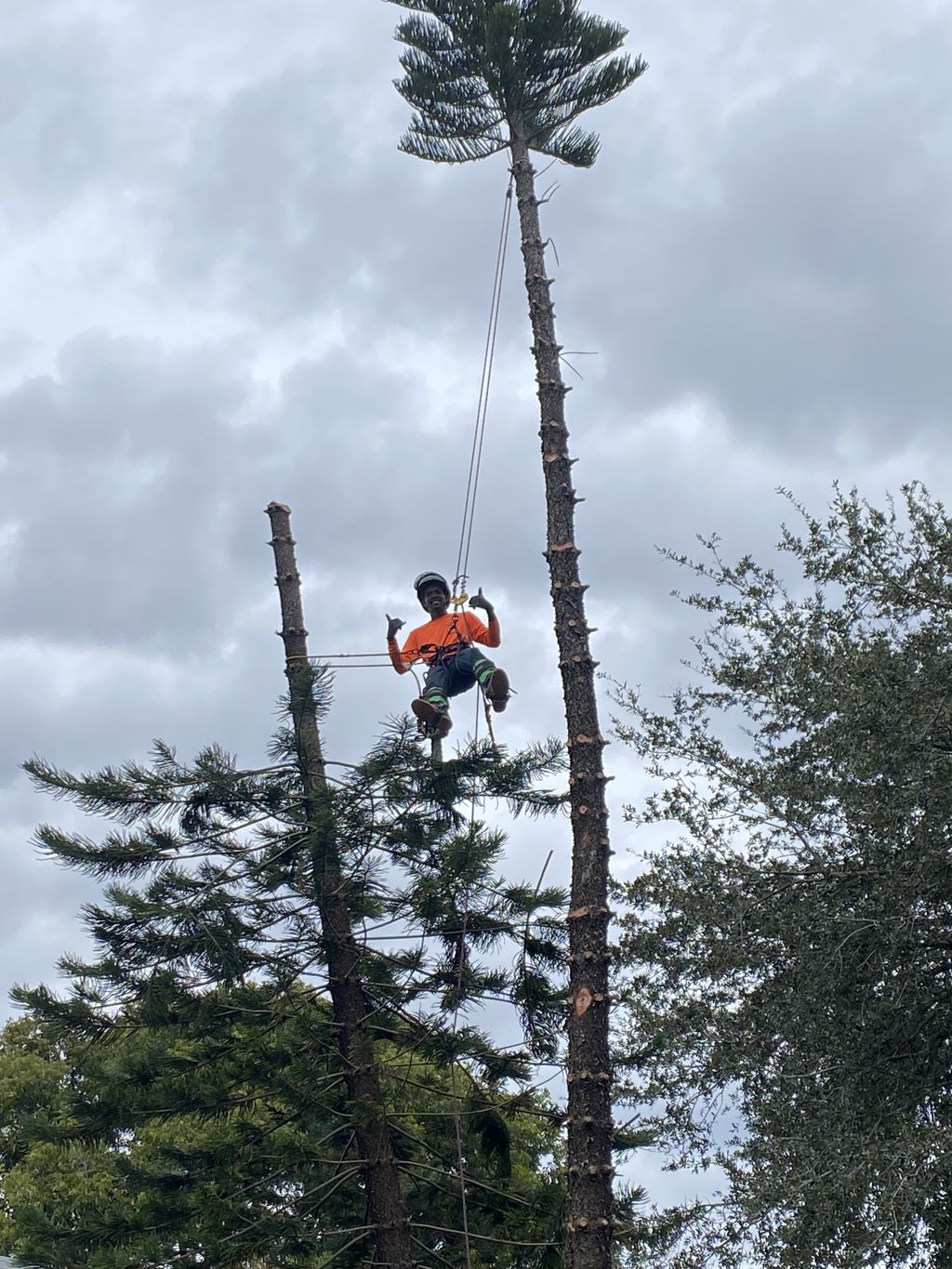 Tree Trimming and Removal