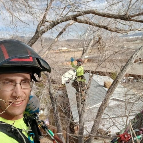 Tree Trimming and Removal