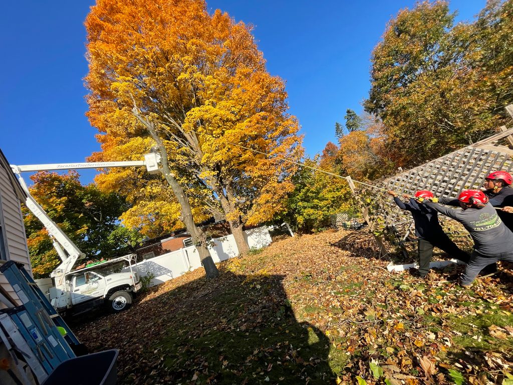 Tree Trimming and Removal