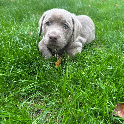 She does amazing job of watching my new puppy I wa