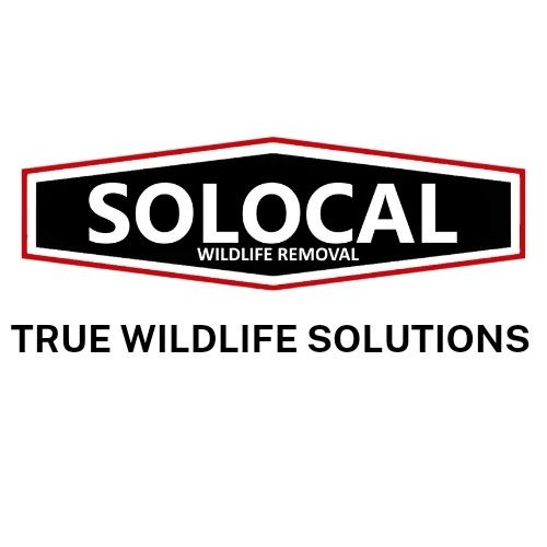 Solocal Wildlife Removal