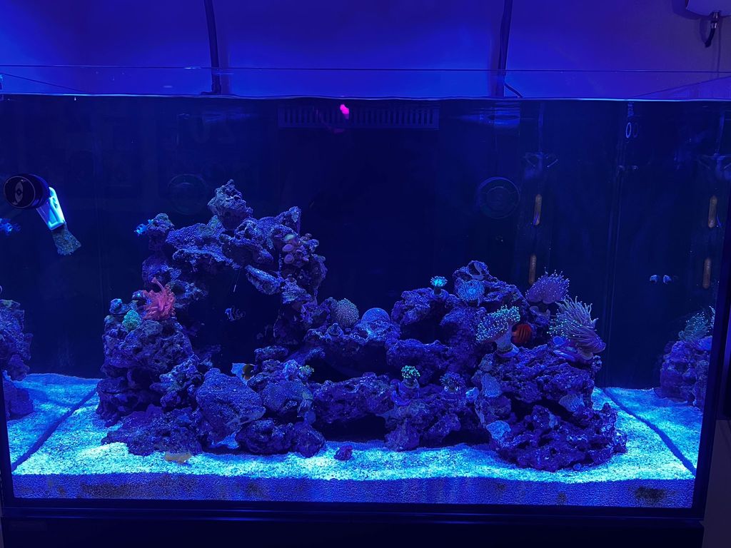 EReefing did an awesome job setting up our waterbo