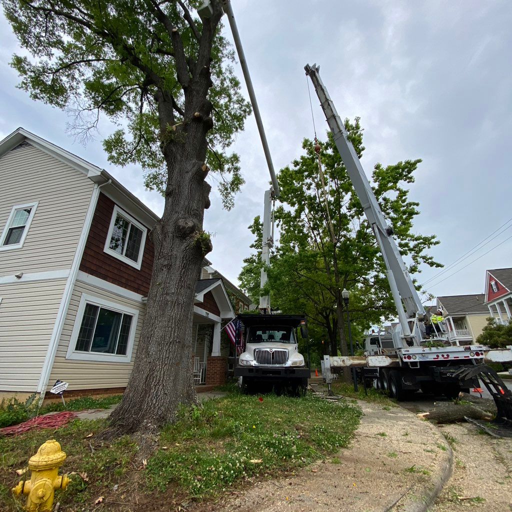 Romero Tree Service