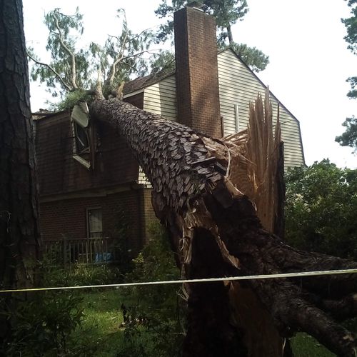 Tree Trimming and Removal