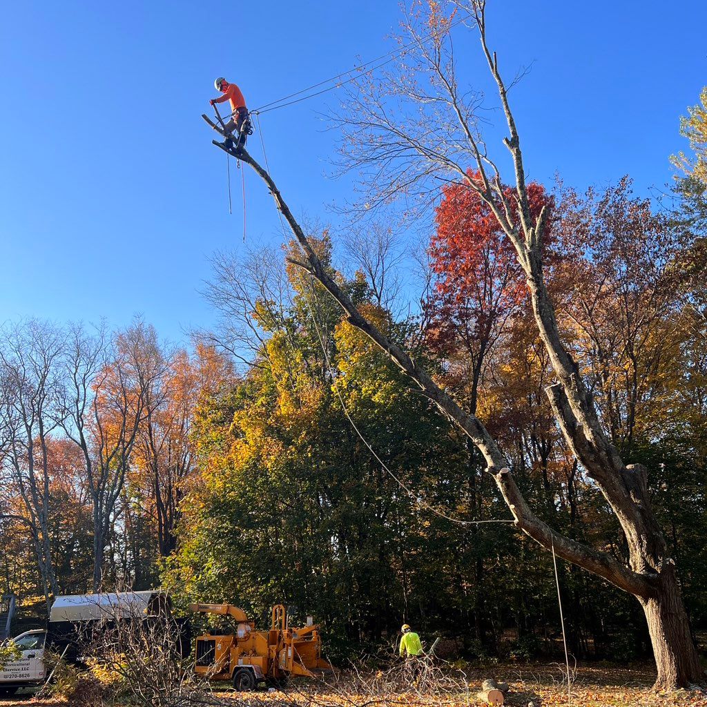 Lucho’s Tree Services