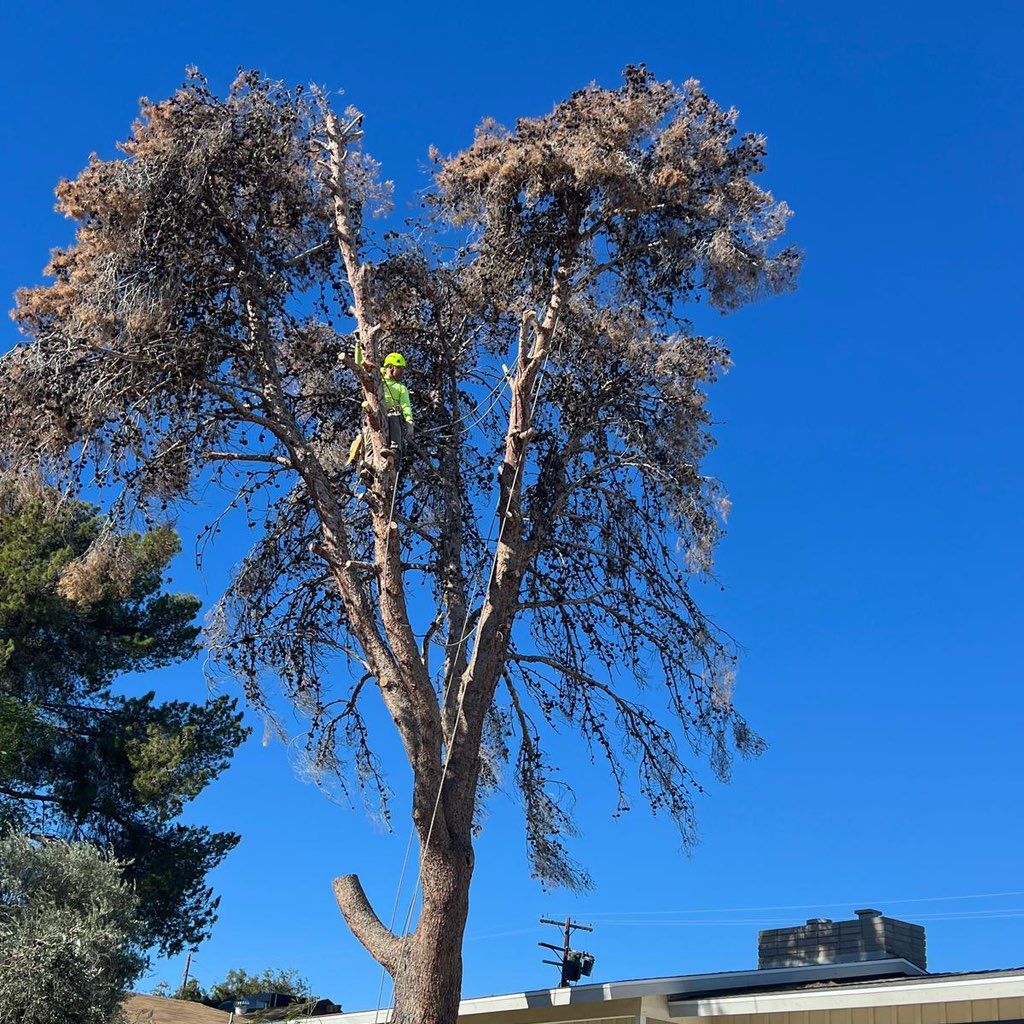 Julio Juarez Tree Service