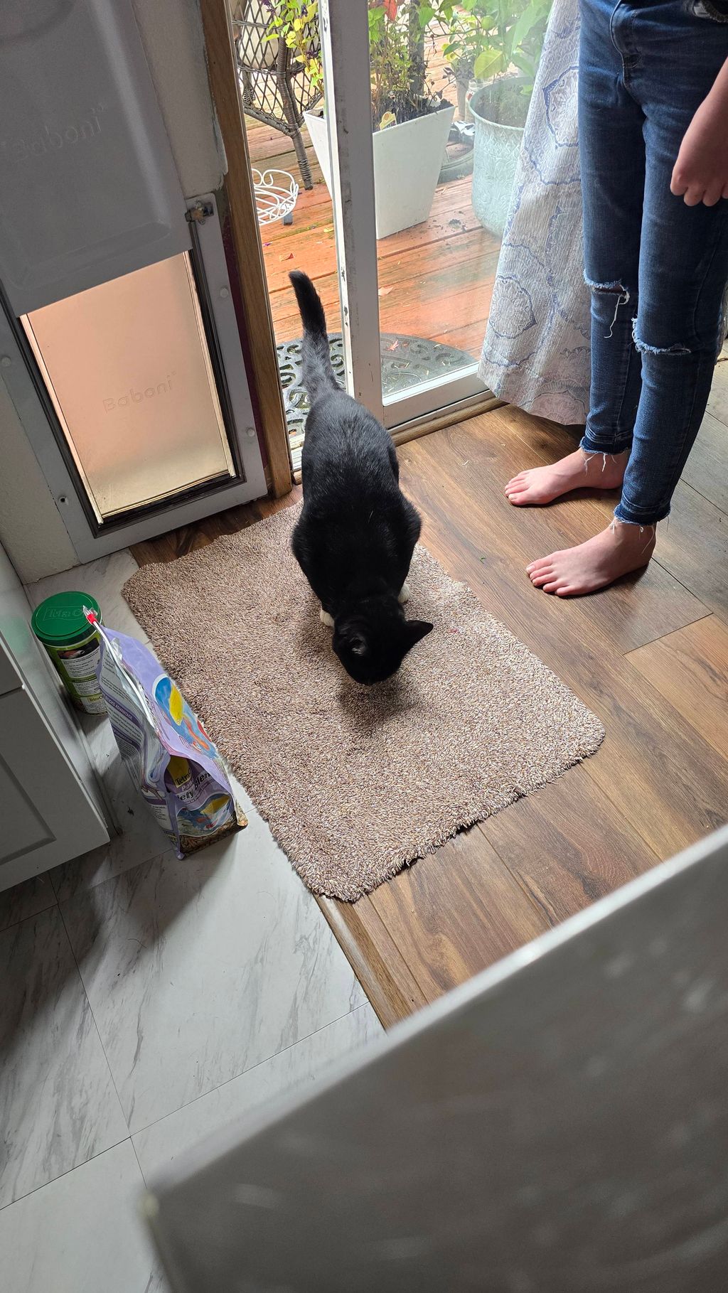 Shy timid kitty who needs some treats before she t