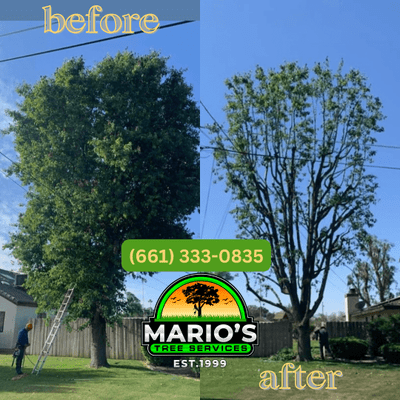 Avatar for Mario's Tree Services