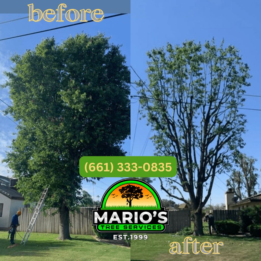 Mario's Tree Services