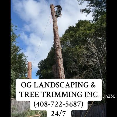 Avatar for OG landscaping & tree trimming inc