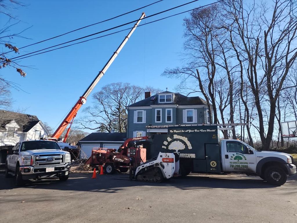 Tree Trimming and Removal