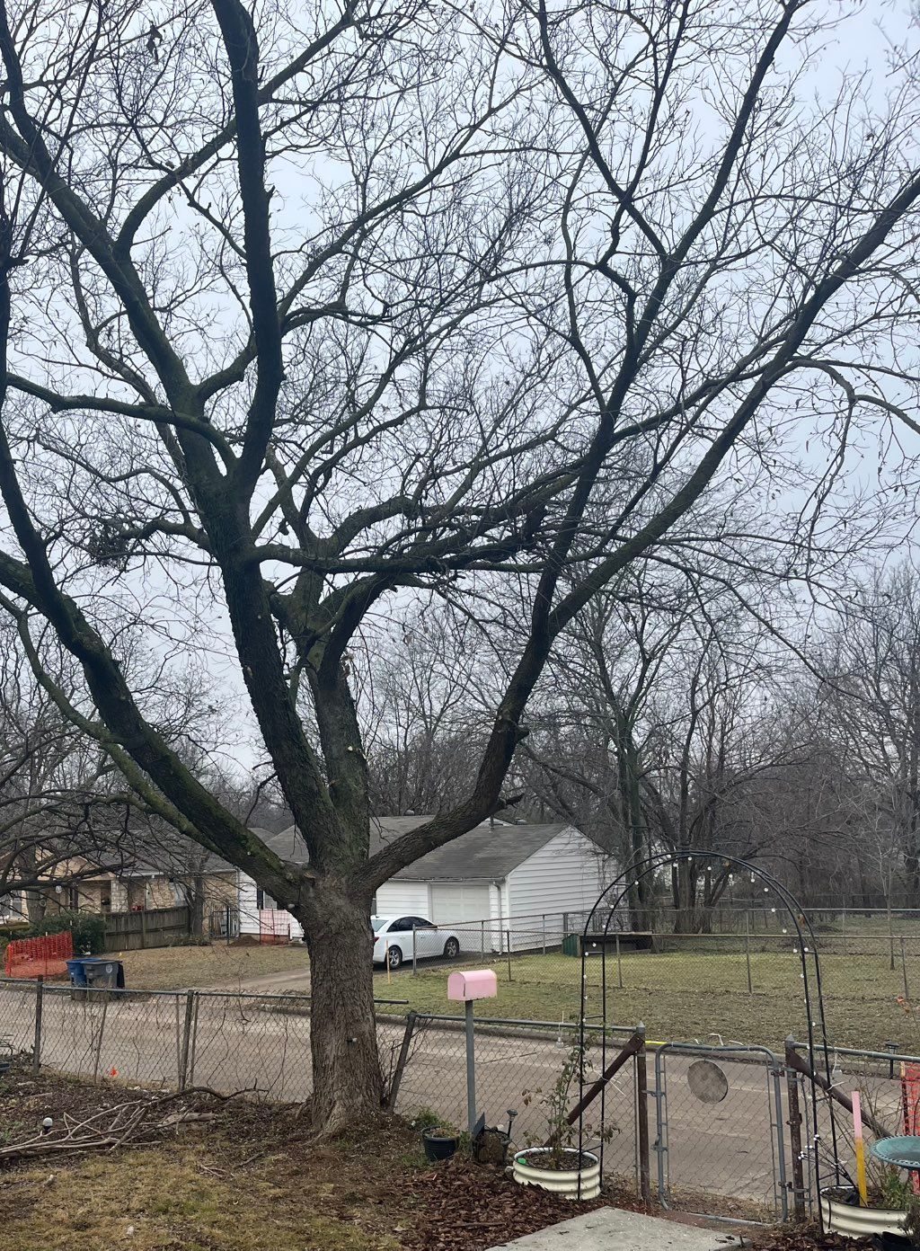 Tree Trimming and Removal