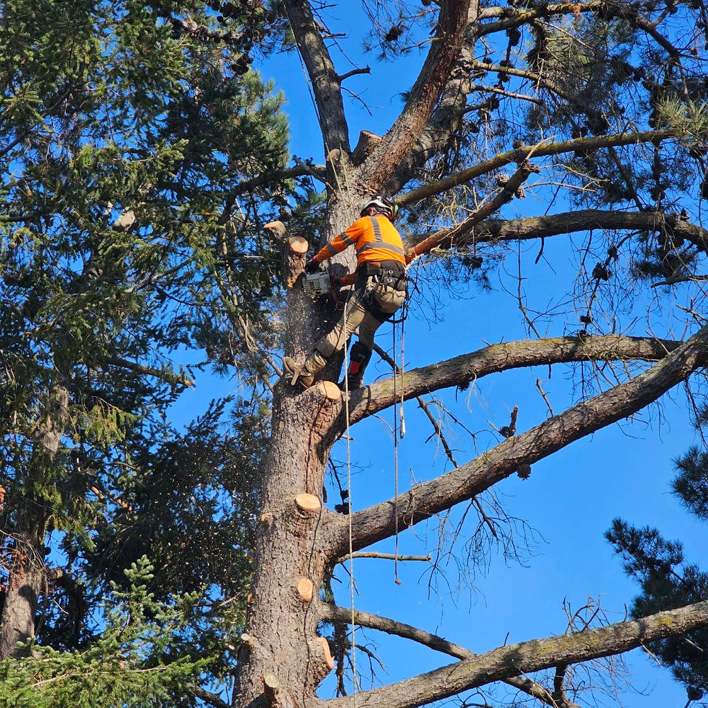 Martin's tree service