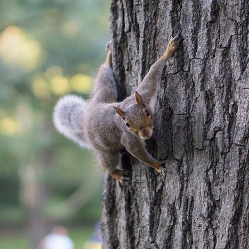 Total Wildlife Solutions of Georgia